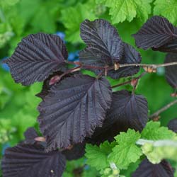 corylus maxima purpurea